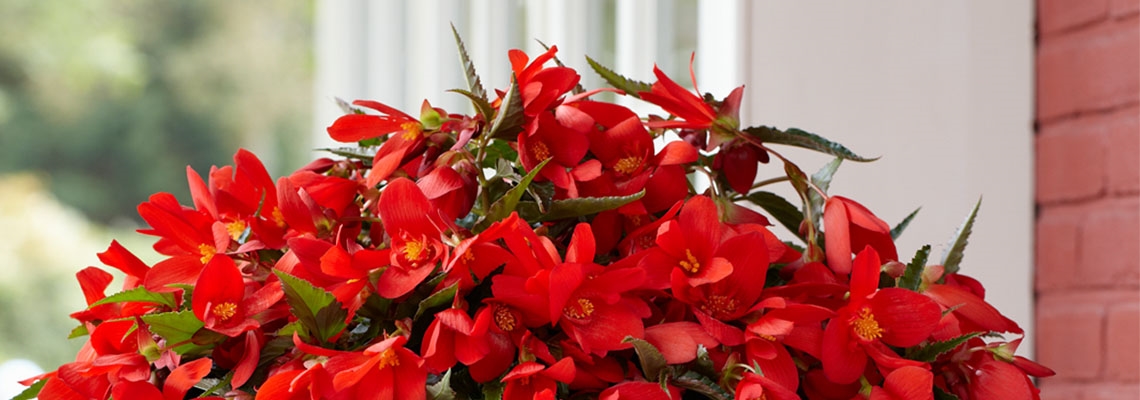 Waterfall Begonia Group Banner Picture.jpg